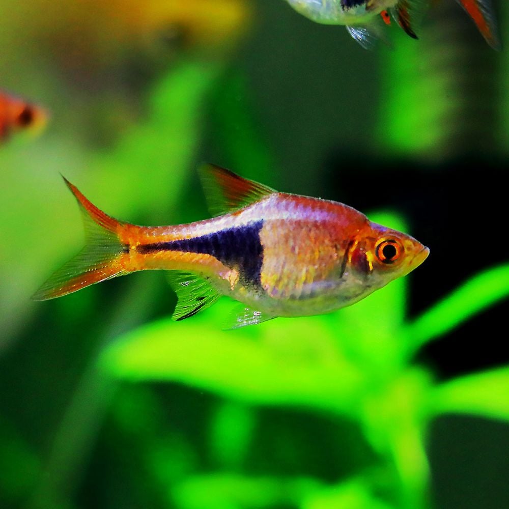 Fish - Trigonostigma heteromorpha - Harlequin Rasbora – The Offish