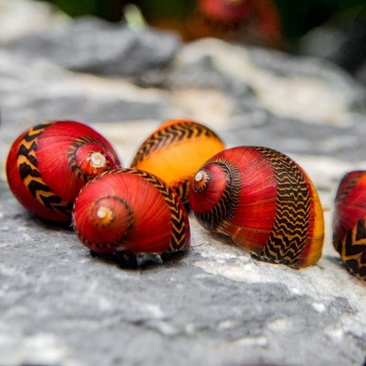Snail - Vittina waigiensis - Red Racer Snail