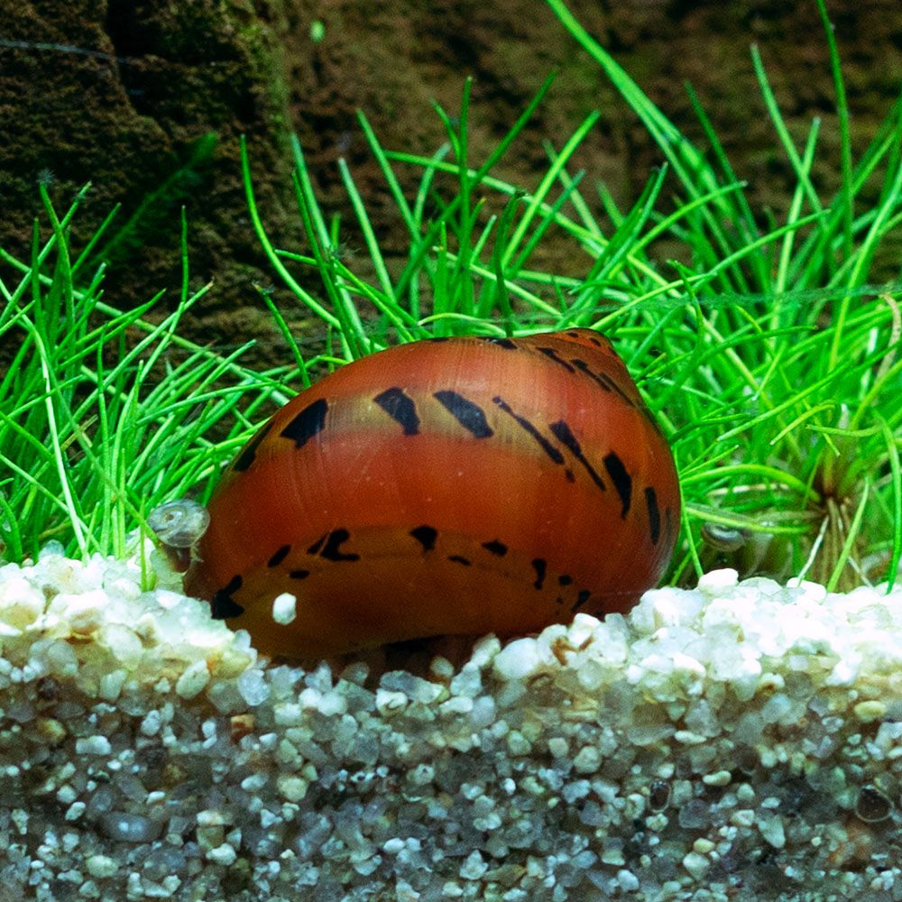 Snail - Vittina semiconica - Onion Snail