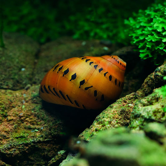 Snail - Vittina semiconica - Onion Snail