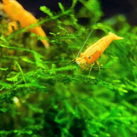 Shrimp - Neocaridina davidi var. yellow - Yellow Fire Shrimp