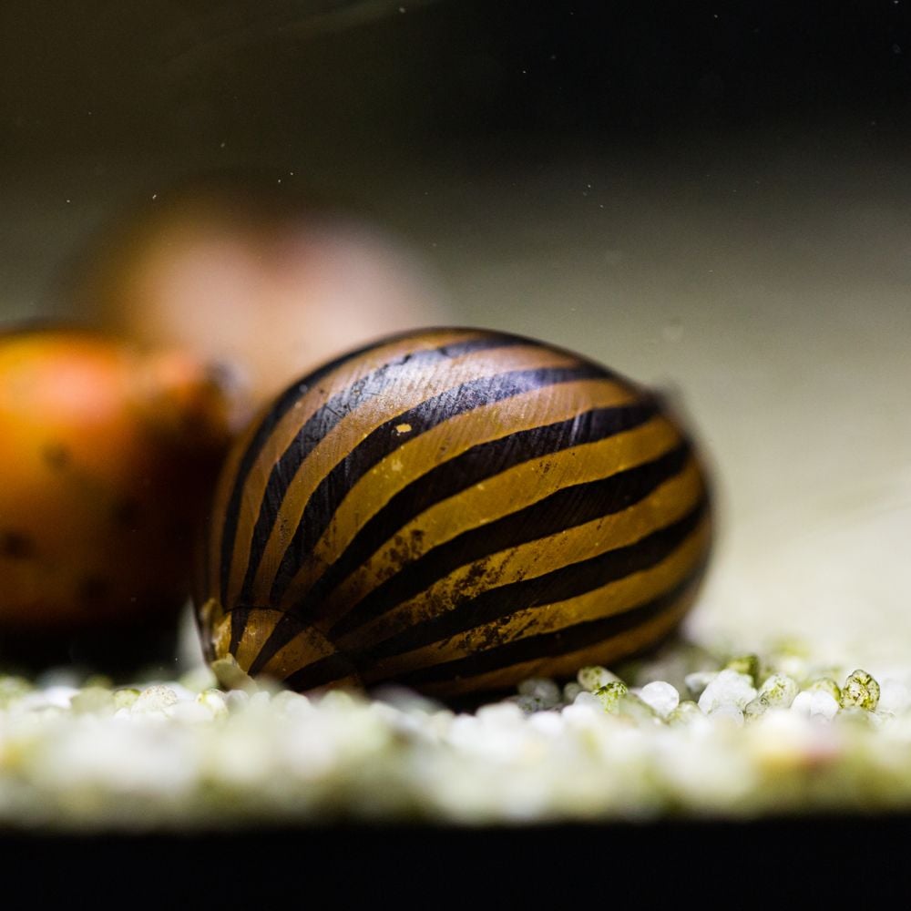 Snail - Neritina natalensis zebra - Zebra Nerite Snail